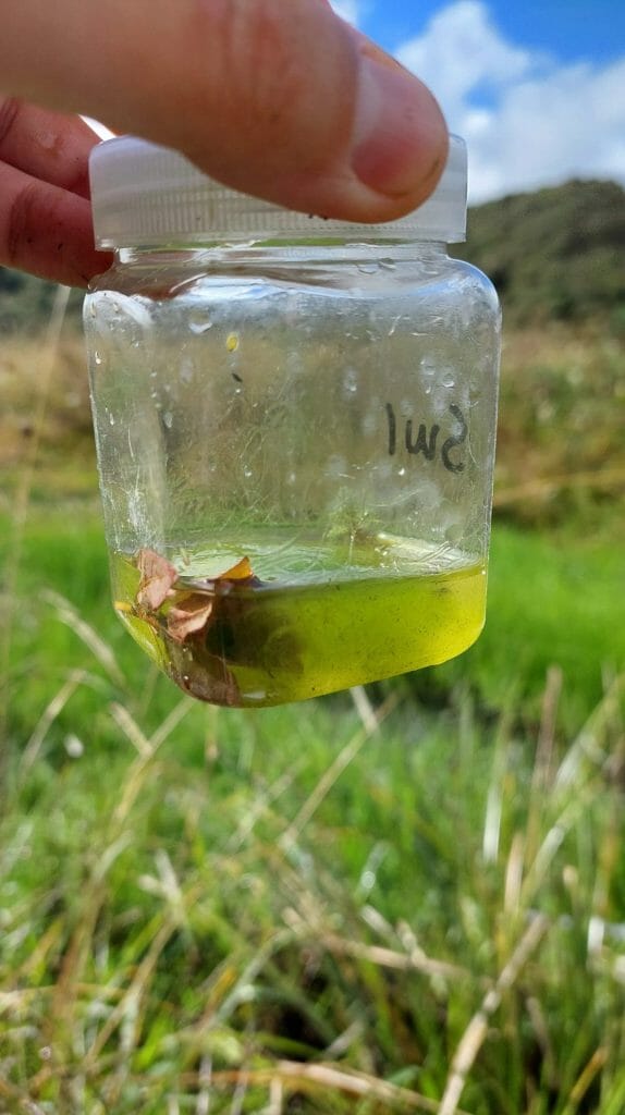 hand holding a sample jar of macrophytes